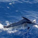 Garys pics 020 1024x685